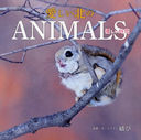 ̤ANIMALS ͥ