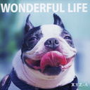 WONDERFUL LIFE [CD+DVD/]