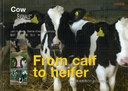 From calf to heifer ΰΤμ ܸ (Cow)