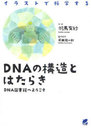 DNAι¤ȤϤ餭 饹Ȥǲʳؤ DNA޽ۤؤ褦