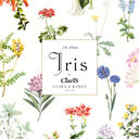 Iris [̾]